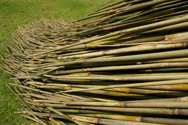 olga ziemska bamboo willow branch art 10 Stillness in Motion by Olga Ziemska
