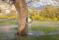 There’s a Mulberry Tree in Montenegro That Gushes Water Every Time It Rains