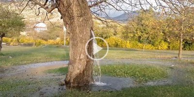 There's a Mulberry Tree in Montenegro That Gushes Water Every Time It Rains