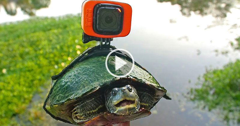 Pond Life from a Turtle's POV