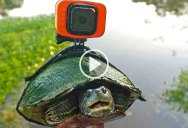 Pond Life from a Turtle’s POV