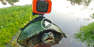 Pond Life from a Turtle's POV