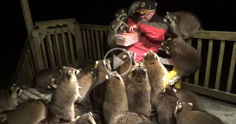 If You’ve Never Seen a Man with Hot Dogs Mobbed by 25 Raccoons, Have