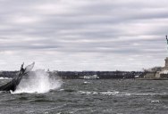 Humpback Spotted in New York Harbor Near Statue of Liberty