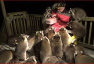If You’ve Never Seen a Man with Hot Dogs Mobbed by 25 Raccoons, Have You Really Seen It All?