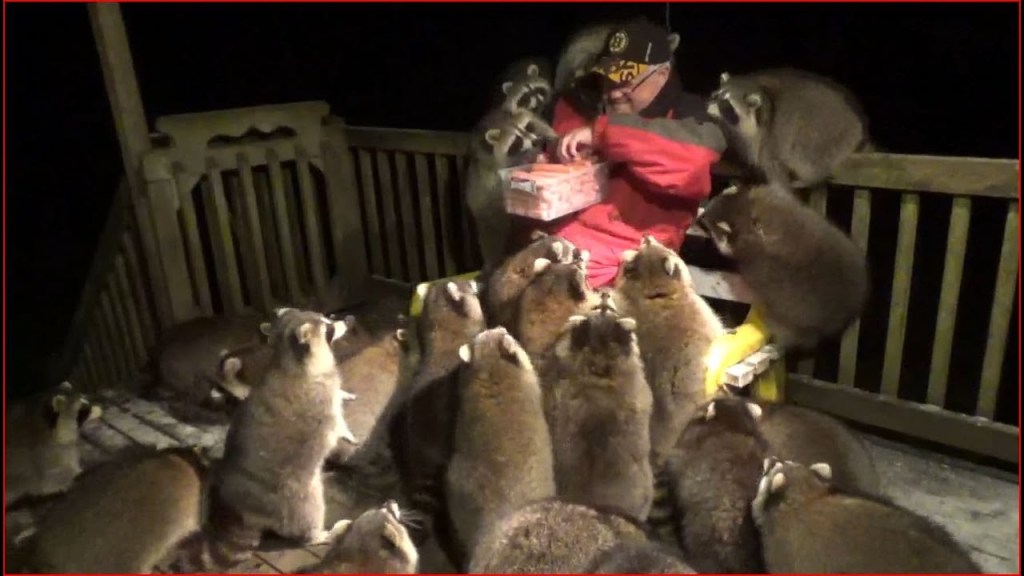 If You’ve Never Seen a Man with Hot Dogs Mobbed by 25 Raccoons, Have You Really Seen It All?
