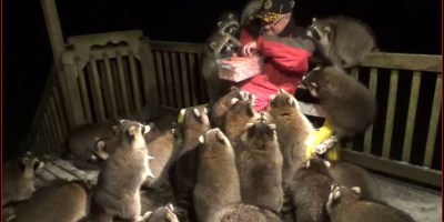 If You've Never Seen a Man with Hot Dogs Mobbed by 25 Raccoons, Have You Really Seen It All?