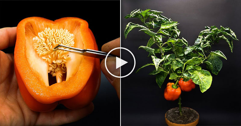 4-Month Time Lapse Growing Red Bell Peppers from a Single Seed