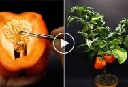 4-Month Time Lapse Growing Red Bell Peppers from a Single Seed