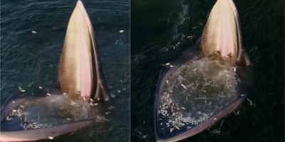 Drone Captures Eden's Whale Trap Feeding in the Gulf of Thailand