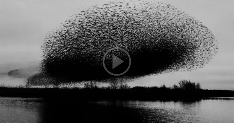If you've never seen a million birds fly in unison, check this (and turn the sound up!)