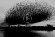 If you’ve never seen a million birds fly in unison, check this (and turn the sound up!)