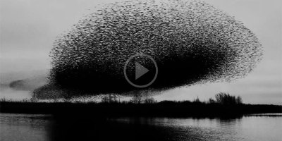 If you've never seen a million birds fly in unison, check this (and turn the sound up!)