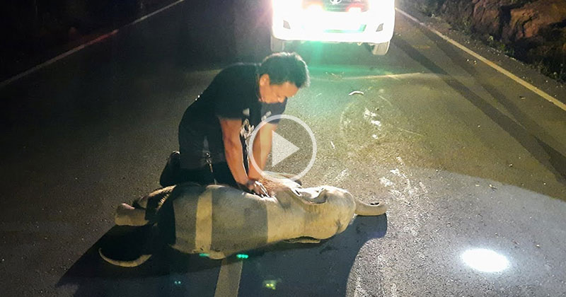 Off-Duty Rescue Worker Successfully Administers CPR to Baby Elephant Struck by Motorist