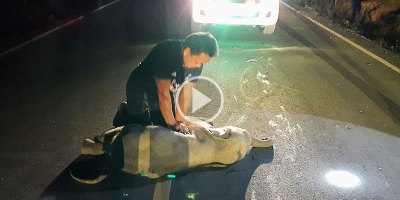Off-Duty Rescue Worker Successfully Administers CPR to Baby Elephant Struck by Motorist