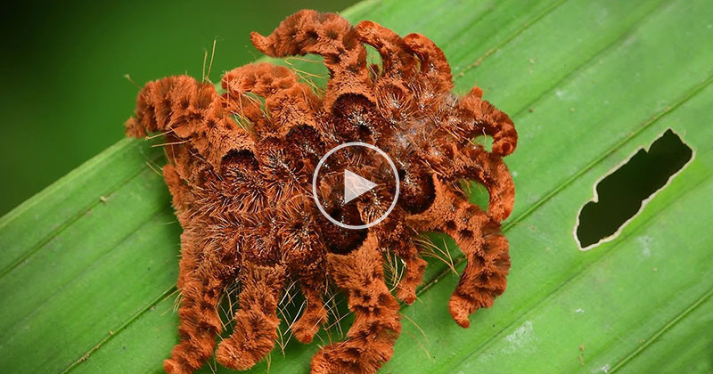 This Caterpillar in the Amazon Makes Itself Look Like a Tarantula to Avoid Predators