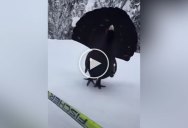 Adding Monsters to Thrift Store Paintings