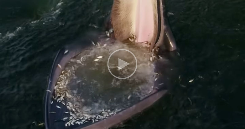 Drone Captures Eden's Whale Trap Feeding in the Gulf of Thailand