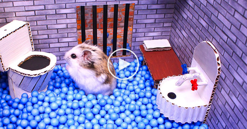 hamster maze videos