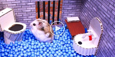 Everything About This Hamster Maze Escape is Amazing