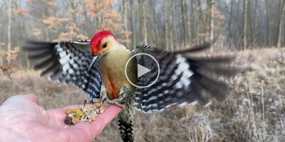 Red-Bellied Woodpecker Swoops in for Snack in Slow Motion HD