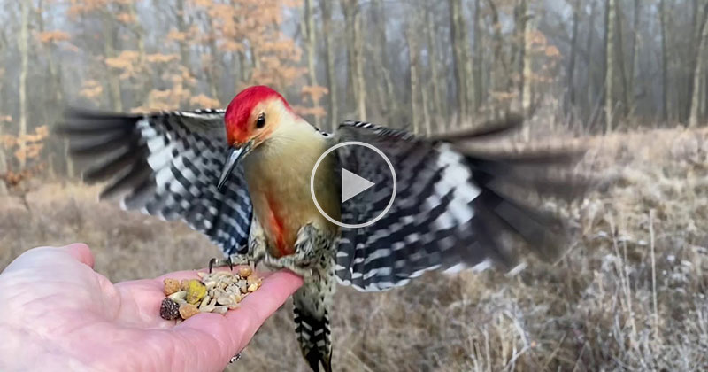 Red-Bellied Woodpecker Swoops in for Snack in Slow Motion HD