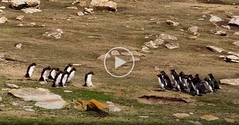 Two Groups of Rockhoppers Run Into Each Other and Hilarity Ensues