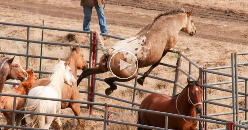 Wild Horse Immediately Recognizes His Girlfriend After Years Apart