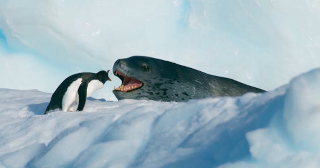 This Showdown Between a Leopard Seal and Penguin is So Incredibly Well Filmed