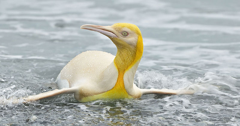 Ultra Rare, Canary Yellow Penguin Spotted on Remote Island in the Atlantic