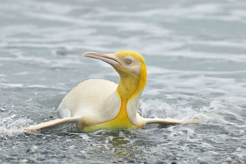 canary yellow penguin rare yves adams Ultra Rare, Canary Yellow Penguin Spotted on Remote Island in the Atlantic