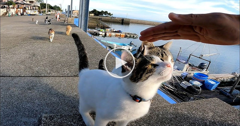 If You Ever Make it to Cat Island, This is How You Are Greeted Upon Arrival