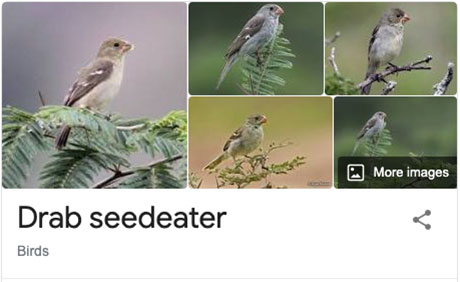 funny bird species names 16 Species of Birds Named By People Who Clearly Hate Birds is a Thing and Its Incredible