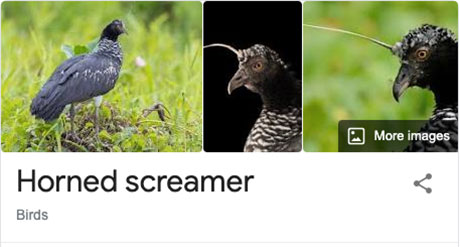 funny bird species names 26 Species of Birds Named By People Who Clearly Hate Birds is a Thing and Its Incredible