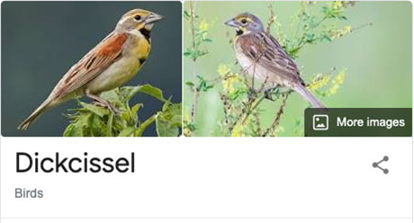 funny bird species names 27 Species of Birds Named By People Who Clearly Hate Birds is a Thing and Its Incredible