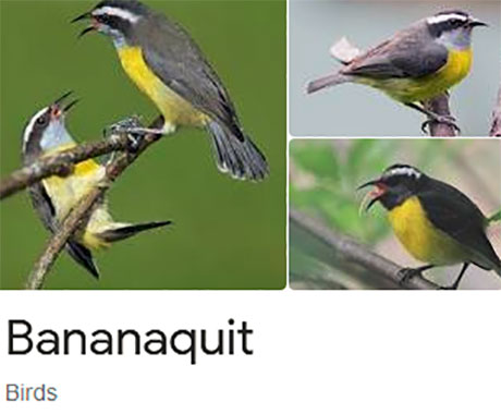 funny bird species names 39 Species of Birds Named By People Who Clearly Hate Birds is a Thing and Its Incredible