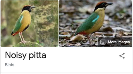funny bird species names 40 Species of Birds Named By People Who Clearly Hate Birds is a Thing and Its Incredible