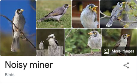 funny bird species names 41 Species of Birds Named By People Who Clearly Hate Birds is a Thing and Its Incredible