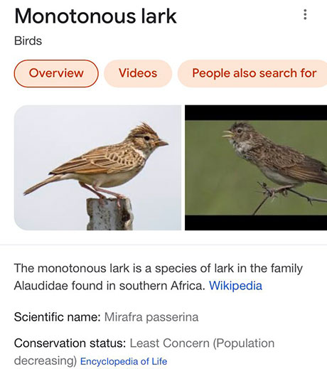 funny bird species names 5 Species of Birds Named By People Who Clearly Hate Birds is a Thing and Its Incredible