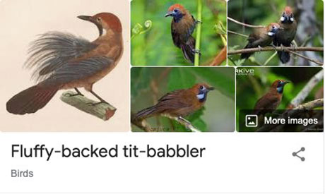 funny bird species names 7 Species of Birds Named By People Who Clearly Hate Birds is a Thing and Its Incredible