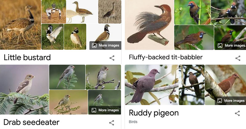 Species of Birds Named By People Who Clearly Hate Birds is a Thing and It's  Incredible » TwistedSifter