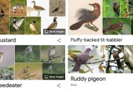 Species of Birds Named By People Who Clearly Hate Birds is a Thing and It’s Incredible