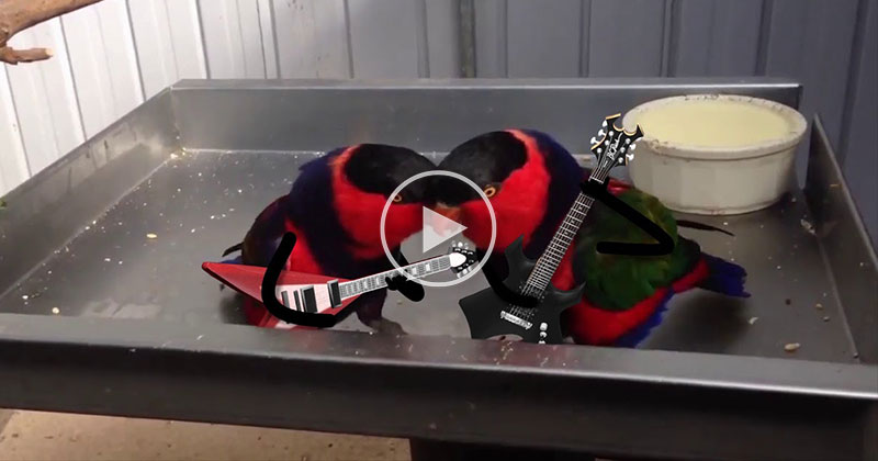 Someone Gave These Birds Guitars and It Was the Best Idea Ever