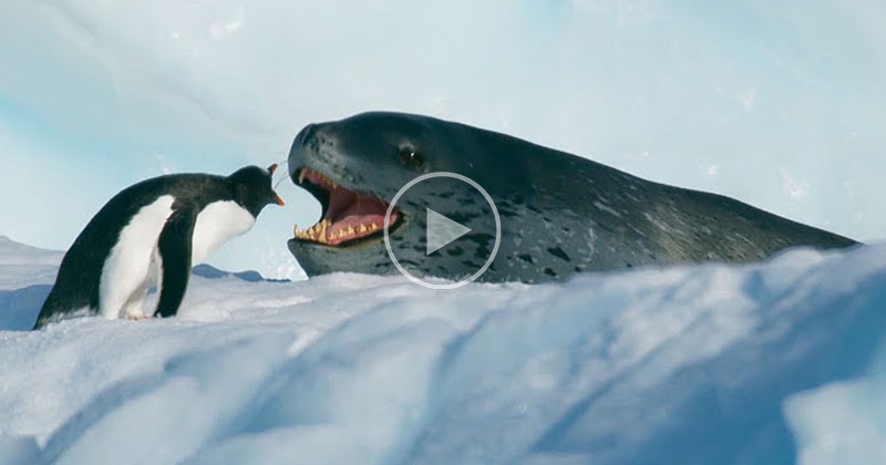 This Showdown Between a Leopard Seal and Penguin is So Incredibly Well