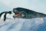 This Showdown Between a Leopard Seal and Penguin is So Incredibly Well Filmed