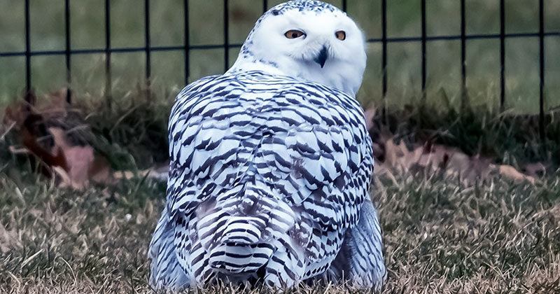 Snowy Owl Spotted in Central Park for First Time in 130 Years
