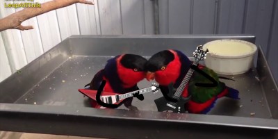 Someone Gave These Birds Guitars and It Was the Best Idea Ever
