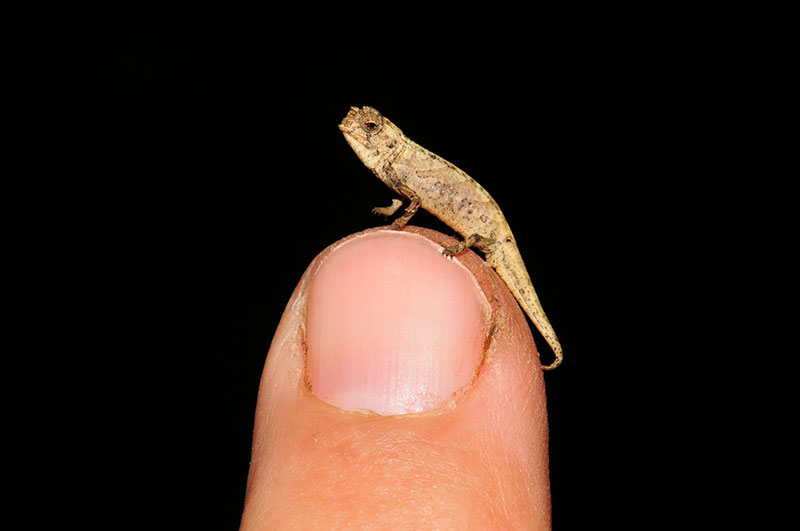 worlds smallest reptile madagascar 2 New Contender for Worlds Smallest Reptile Discovered in Madagascar