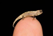 New Contender for World’s Smallest Reptile Discovered in Madagascar