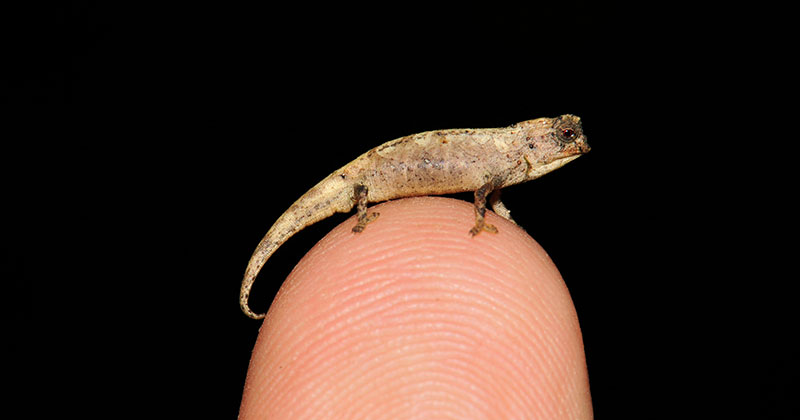 New Contender for World's Smallest Reptile Discovered in Madagascar